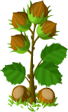 Choco Woods