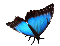 https://upportal.wavecdn.net/misc/images/butterflies_morpho.png