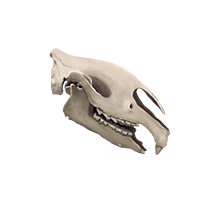 https://upportal.wavecdn.net/misc/images/fossil_paraceratherium_closeup.png