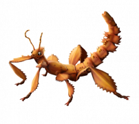 https://upportal.wavecdn.net/misc/images/mfz/spiny_leaf_insect_overpaint_202x180.png